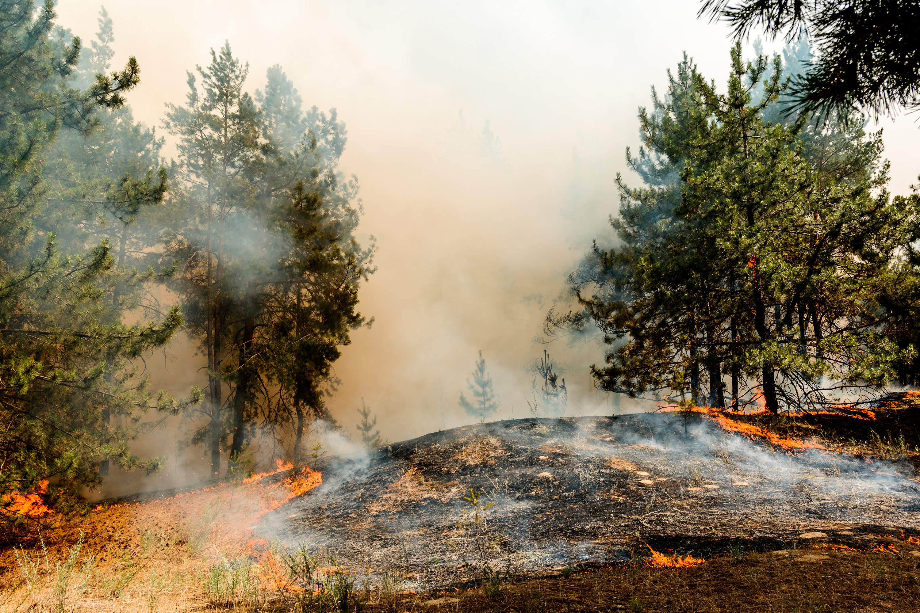 В следствии лесных пожаров. Природные пожары. Лес после пожара. Пожар в лесу фото. Лесной пожар зимой.