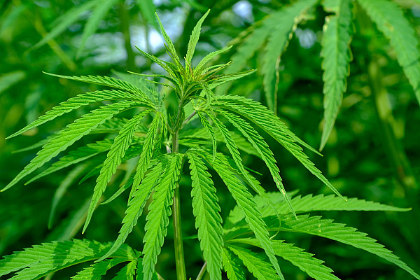 Legalisierung Von Cannabis Was Spricht Dafur Was Dagegen